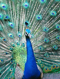 Indian Blue Peacock