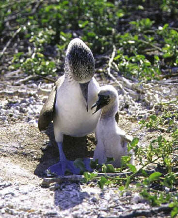 Blue-footed Booby and Chick