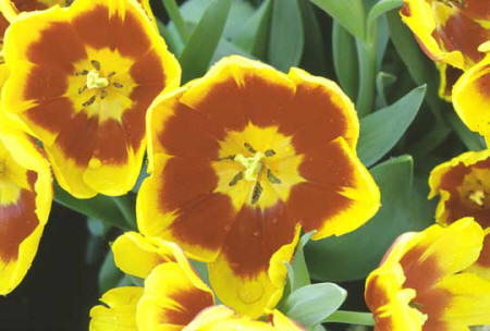 "Keizerskroom" Tulip