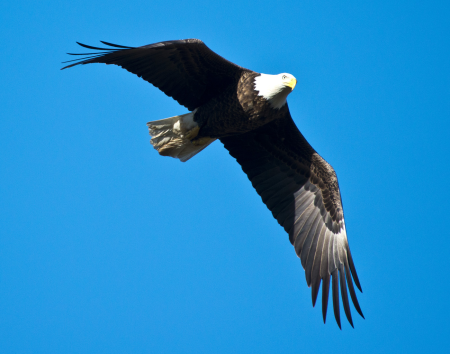Bald Eagle at Wilde Lake, Columbia, MD