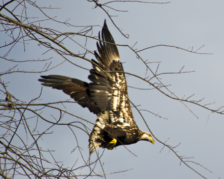 Bald Eagle at Wilde Lake, Columbia, MD