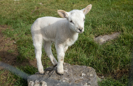 IRL3701 A Lamb on a Sheep Farm on the Dingle Peninsula