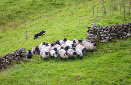 IRL4233 Herding at the Killary Sheep farm