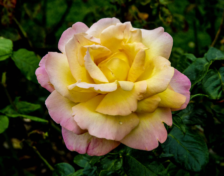 IRL5183 "Peace Rose" in the Belfast Botanical Garden