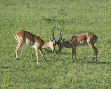Impala in Maasai Mara Game Reserve