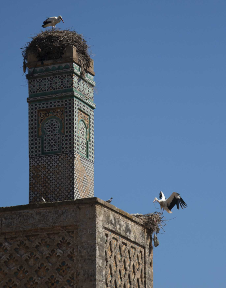 Storks at Chellah, Rabat