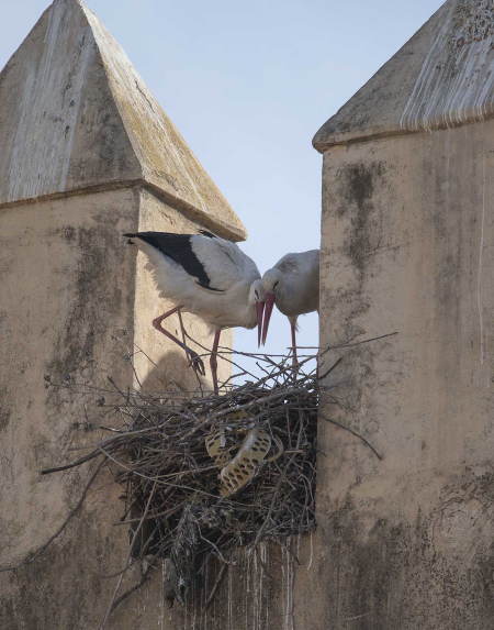 A Pair of Storks Building their Nest, Fez