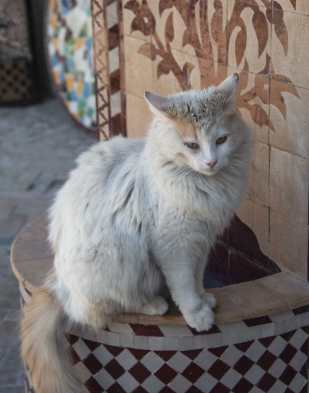 Resident Cat at the Pottery Factory, Fez