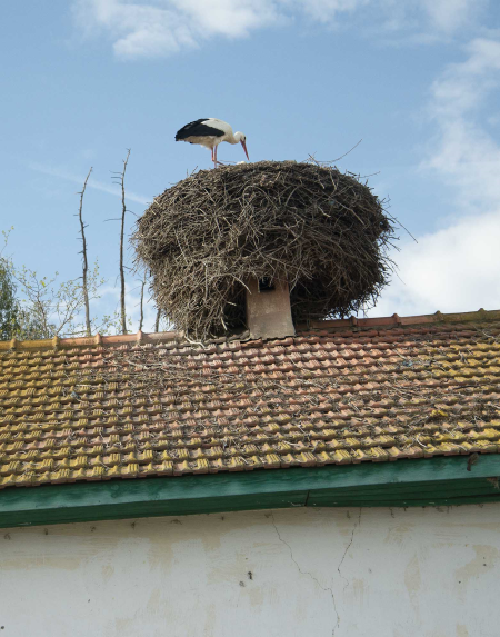 A stork on the Nest, near Ifrane