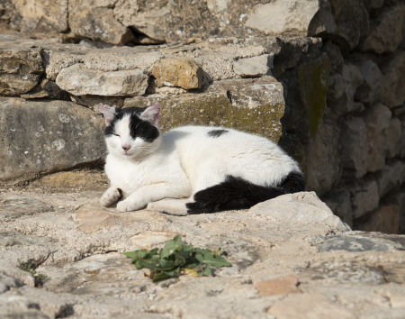 A Resident Cat of Volubilis
