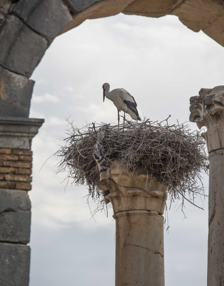 Another Stork, this one in Volubilis