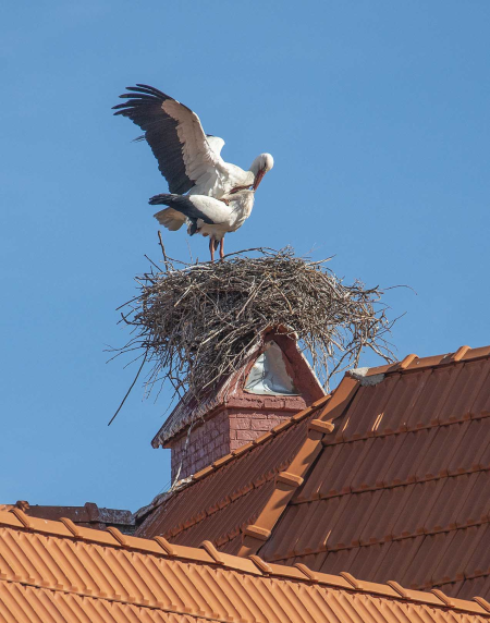 Storks on the Nest of a House in Ifrane