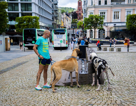 Two Great Danes at a fountain in central Bergen