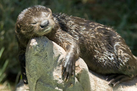 Spotted-necked Otter