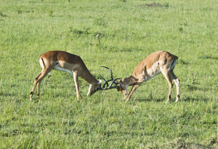 Two Male Impalas
