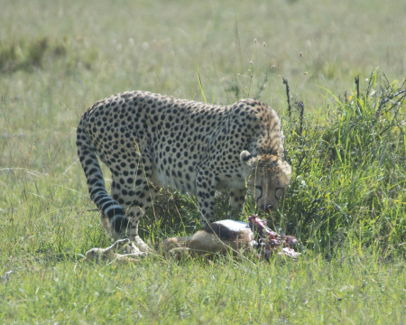 Cheetah with Fresh Kill