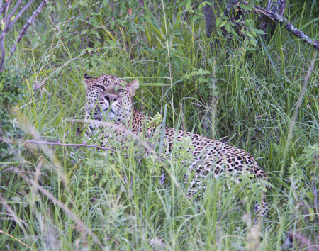 Leopard in the Grass