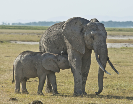 Mother elephant and cub
