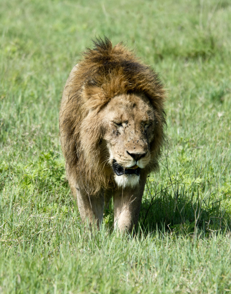 Black-Maned Lion