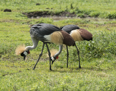 Grey- Crowned Cranes
