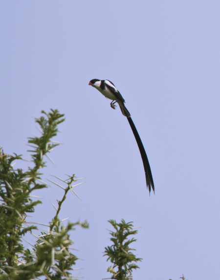 Pin-Tailed Whydah