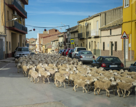Moving sheep thru the streets of Baeza, Spain
